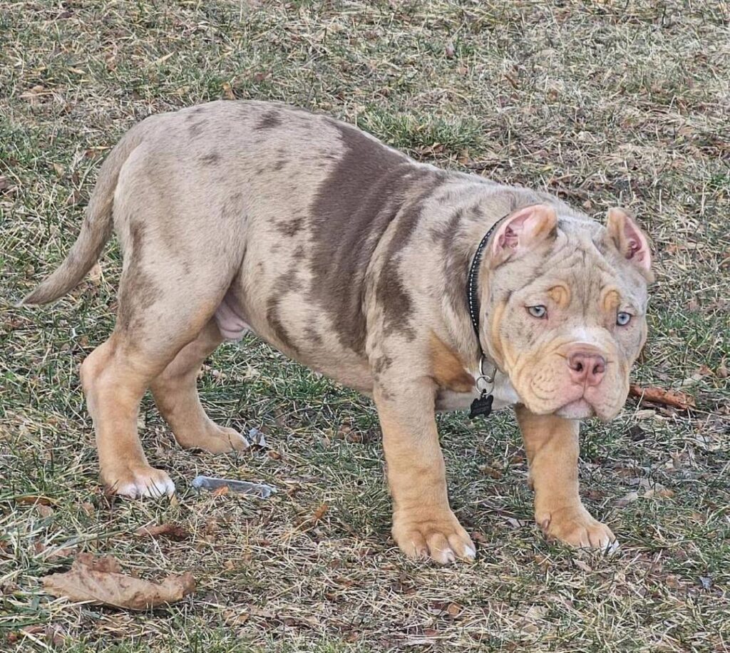 bully pups for sale