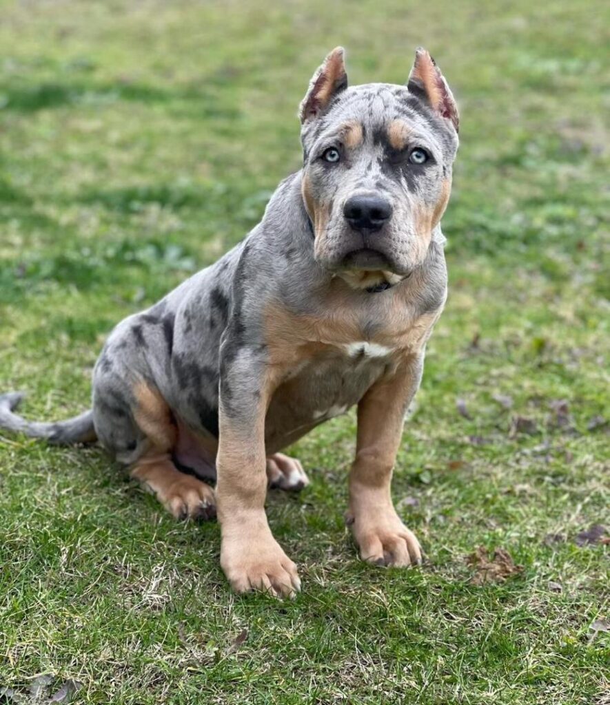 american bully puppies for sale near me