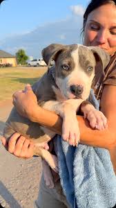 micro bully for sale