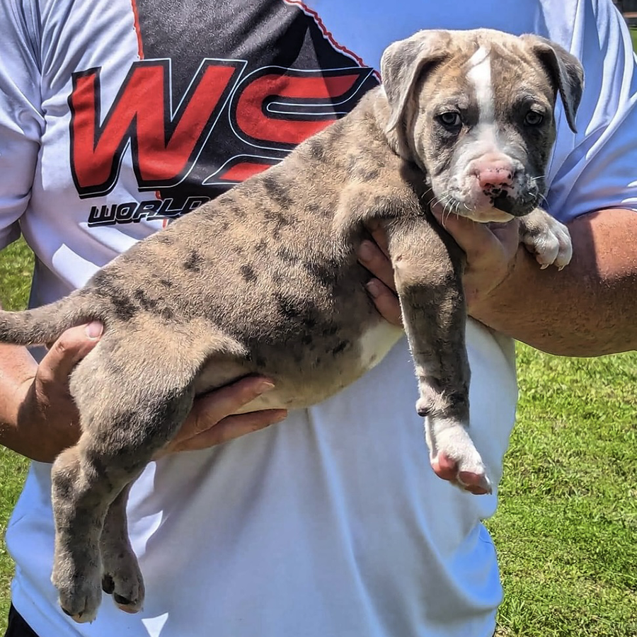 micro bully for sale